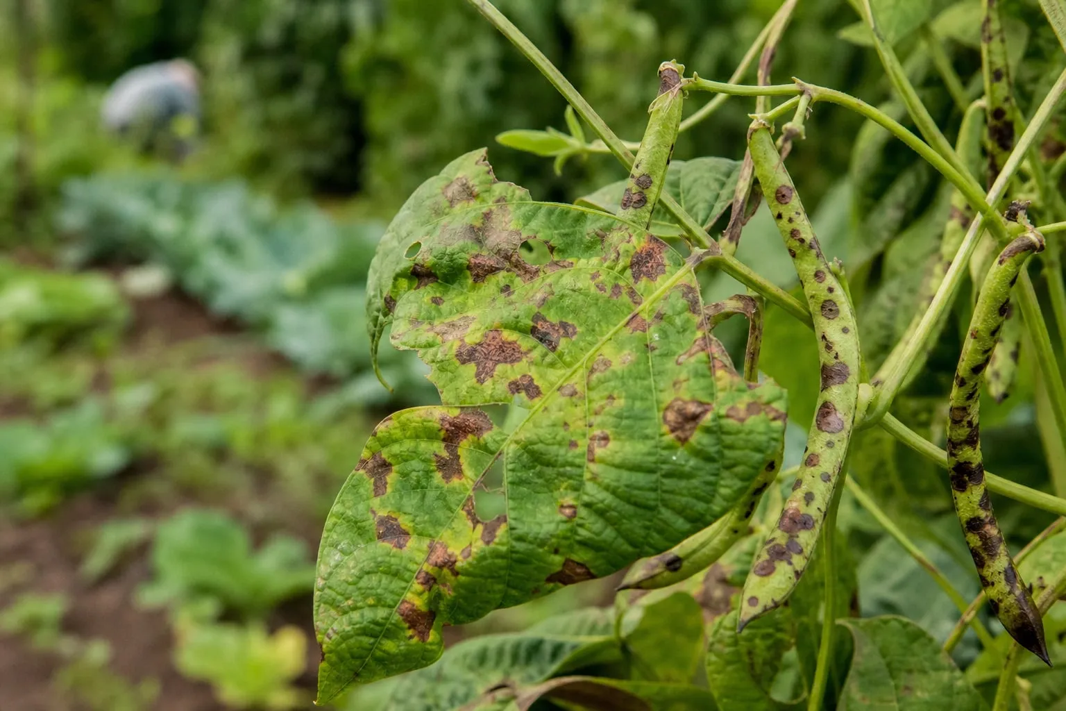 Gros plan sur des feuilles et des gousses de haricot marquées de taches brun-rouge caractéristiques de l'anthracnose.