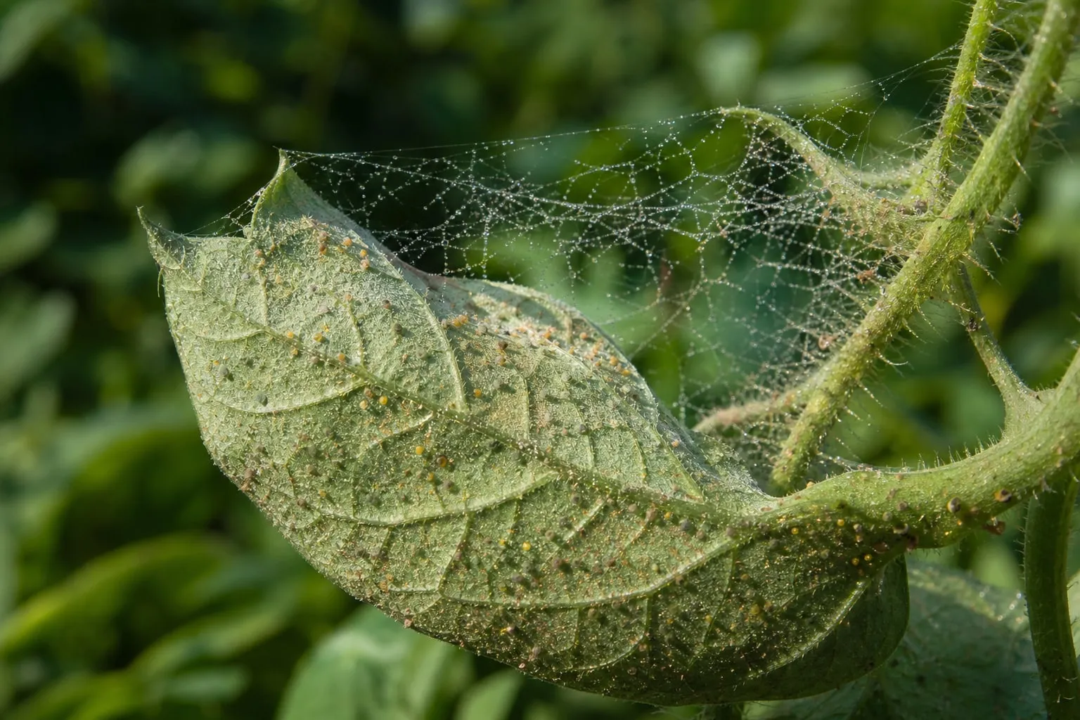 Gros plan macro sur le revers d'une feuille avec de fines toiles d'araignées rouges et des points jaunes, sous une lumière naturelle rasante.