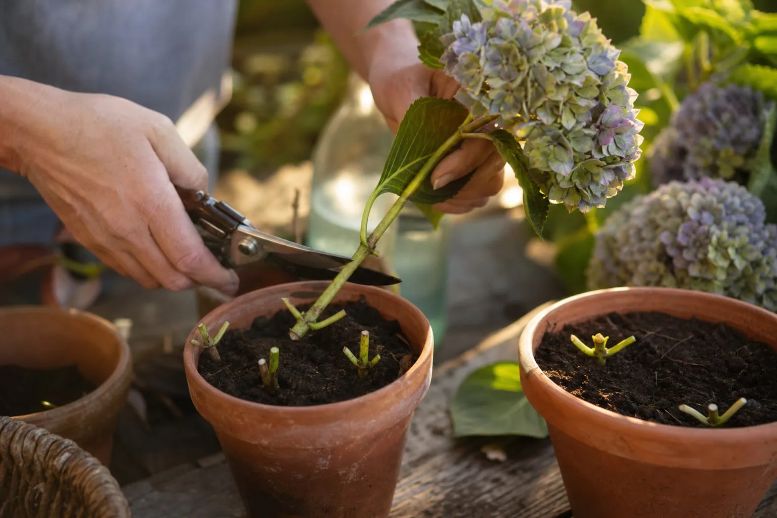 Mains coupant une tige d'hortensia au sécateur au-dessus d'une table de rempotage, avec des pots en terre cuite remplis de terreau.