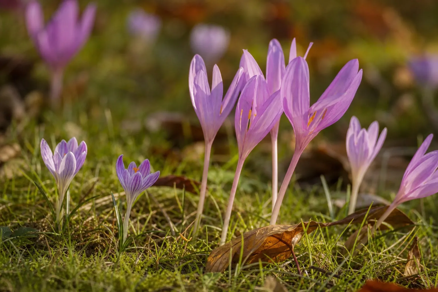 Gros plan sur des colchiques mauves et des crocus d'automne fleuris dans l'herbe courte d'un jardin, feuilles mortes au sol.