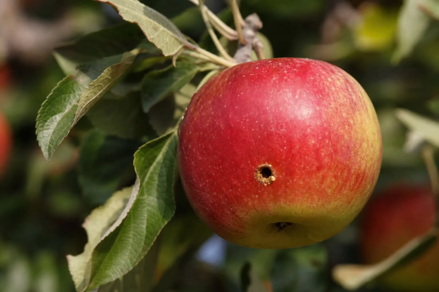Gros plan sur une pomme encore sur l'arbre, marquée d'un petit trou percé dans la peau entouré de sciure brune, signe caractéristique du carpocapse.