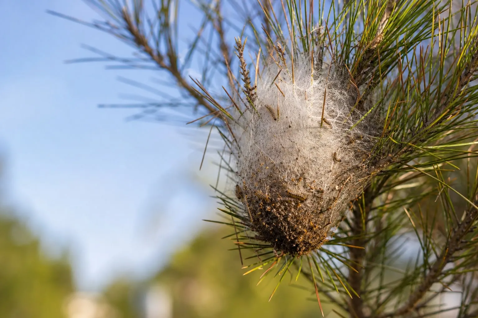 Gros plan sur un nid de chenilles processionnaires en forme de cocon blanc soyeux suspendu dans les branches d'un pin.