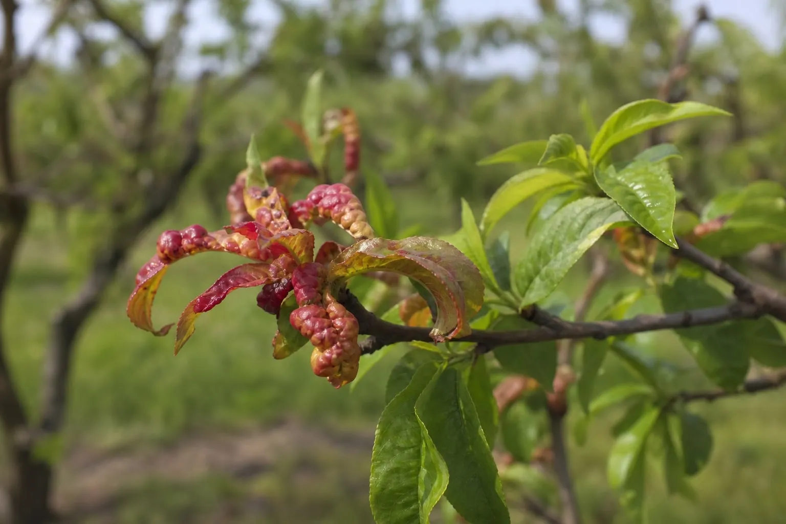 Gros plan sur une branche de pêcher au printemps portant plusieurs feuilles boursouflées et rougies par la cloque, à côté de feuillage sain.