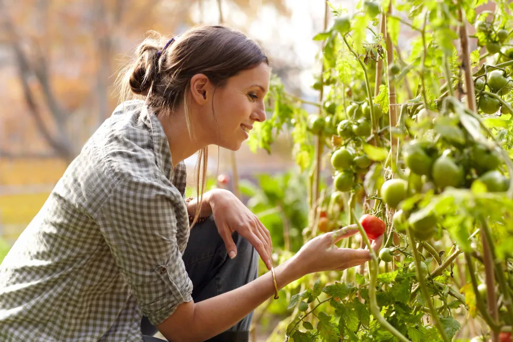 Un potager vivace en pleine terre réunit des asperges, une rhubarbe, des artichauts et des choux perpétuels dans des planches paillées et accessibles.