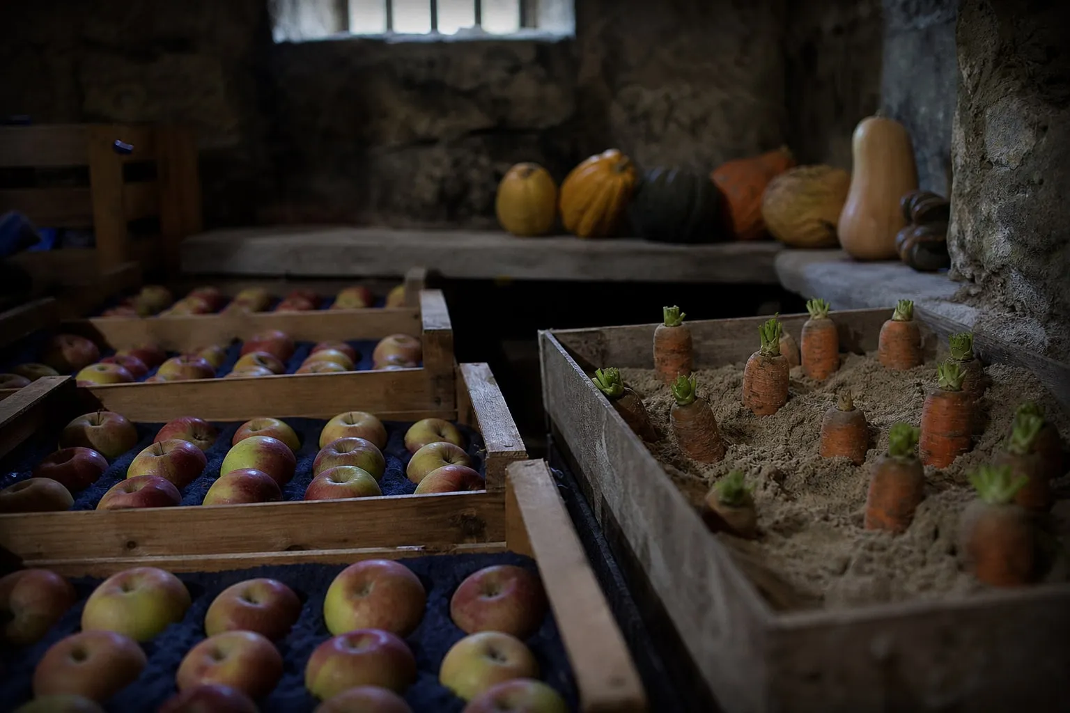 Cagettes de pommes rangées côte à côte dans une cave, courges sur une clayette et carottes plantées dans une caisse de sable.