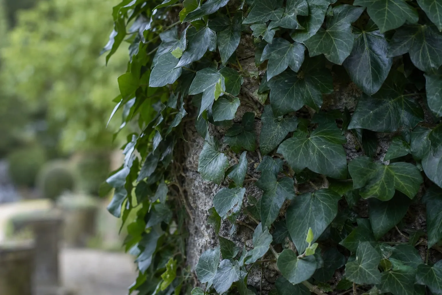 Mur de pierre recouvert de vigne vierge et de lierre taillés nettement autour d'une fenêtre, feuillage roux d'automne.