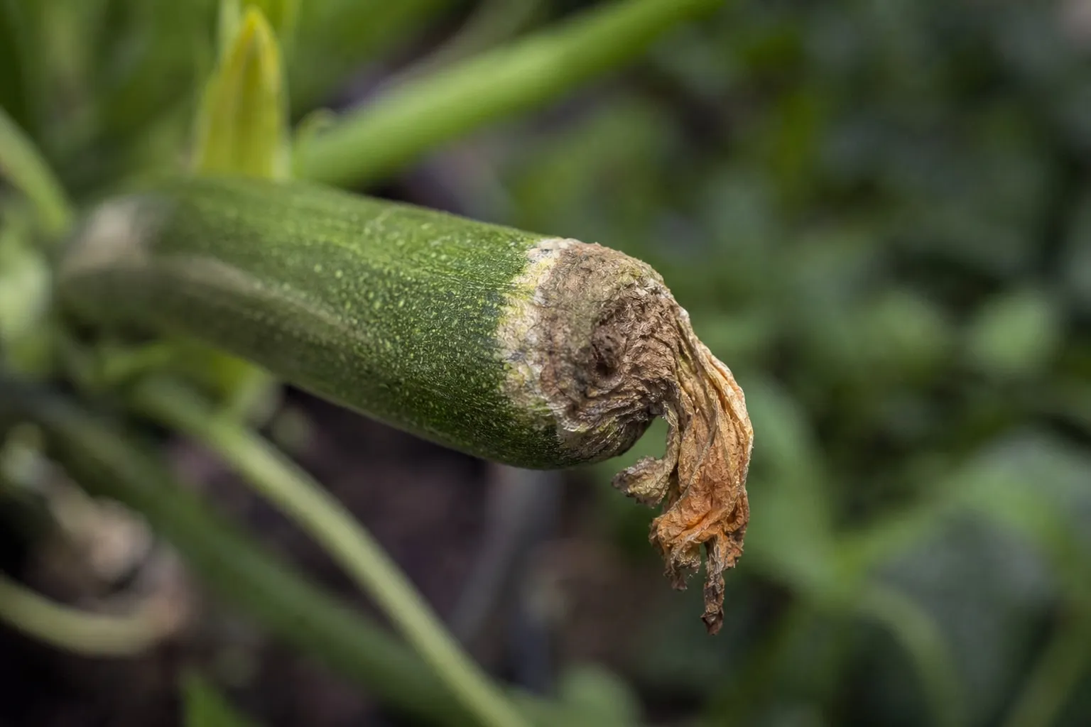 Gros plan sur une courgette dont l'extrémité de la fleur est molle et pourrie, plant de courgette flou en arrière-plan.