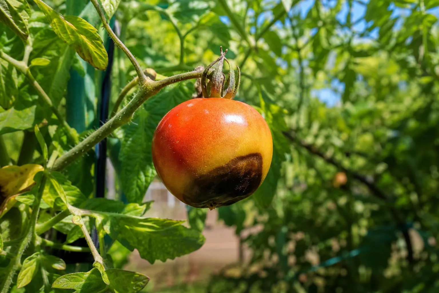 Gros plan sur une tomate encore attachée au plant, marquée à sa base d'une large tache noire et sèche caractéristique de la nécrose apicale.