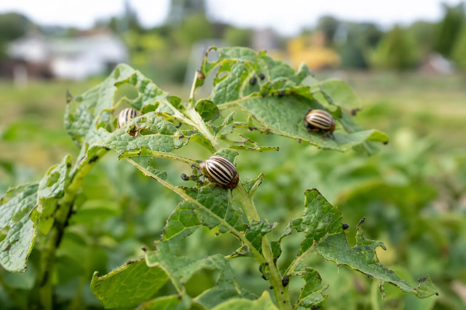 Gros plan sur un plant de pomme de terre aux feuilles rongées, avec plusieurs doryphores rayés noir et jaune posés dessus.