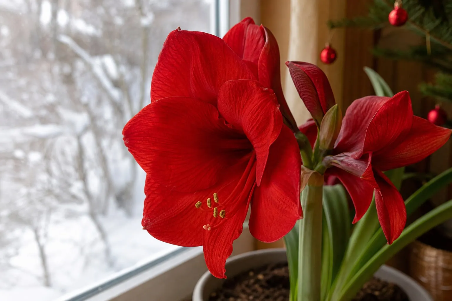 Gros plan sur un amaryllis en pot avec une grande fleur rouge épanouie, posé près d'une fenêtre en hiver.