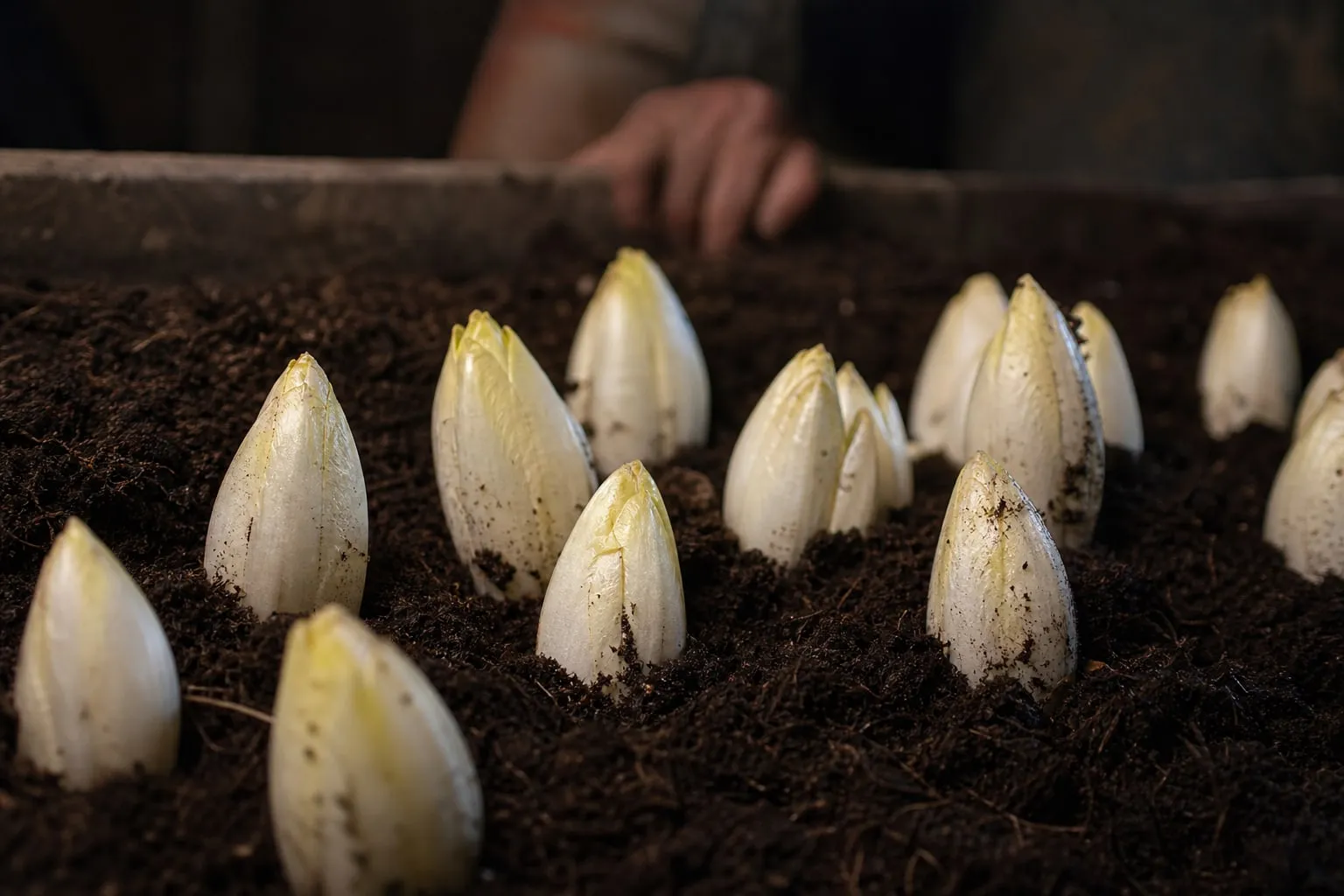Gros plan sur des endives blanches bien serrées en cours de forçage dans un bac de terreau sombre, à la cave.
