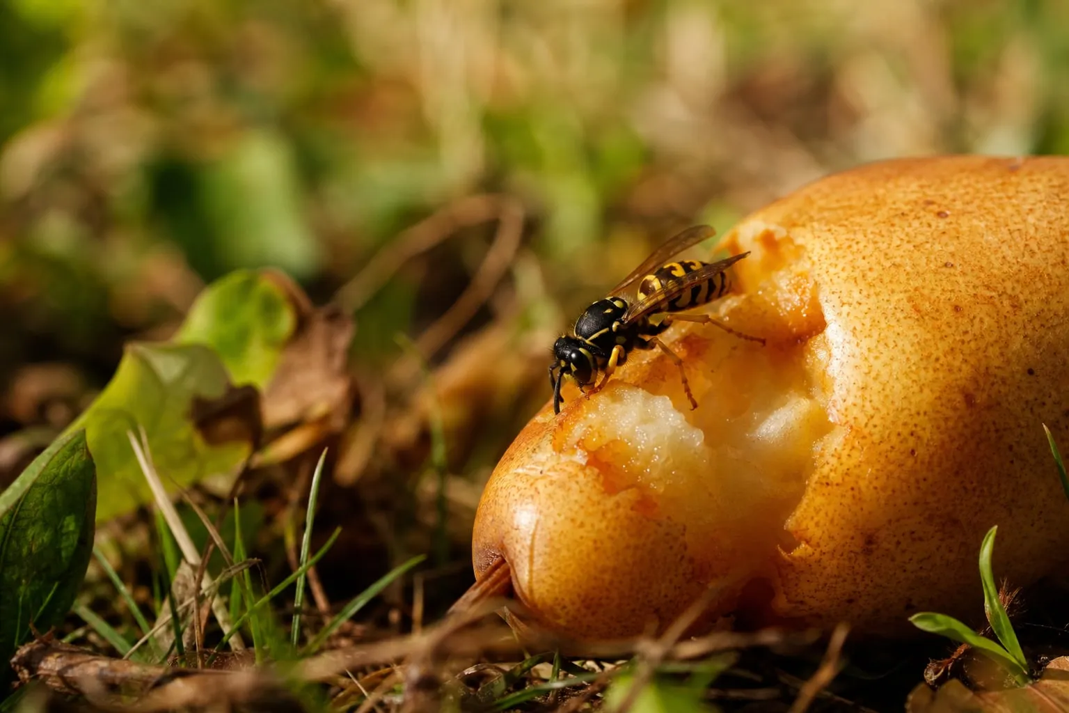 Gros plan sur une guêpe posée sur une poire mûre tombée au sol dans un jardin en fin d'été, lumière dorée de fin de journée.