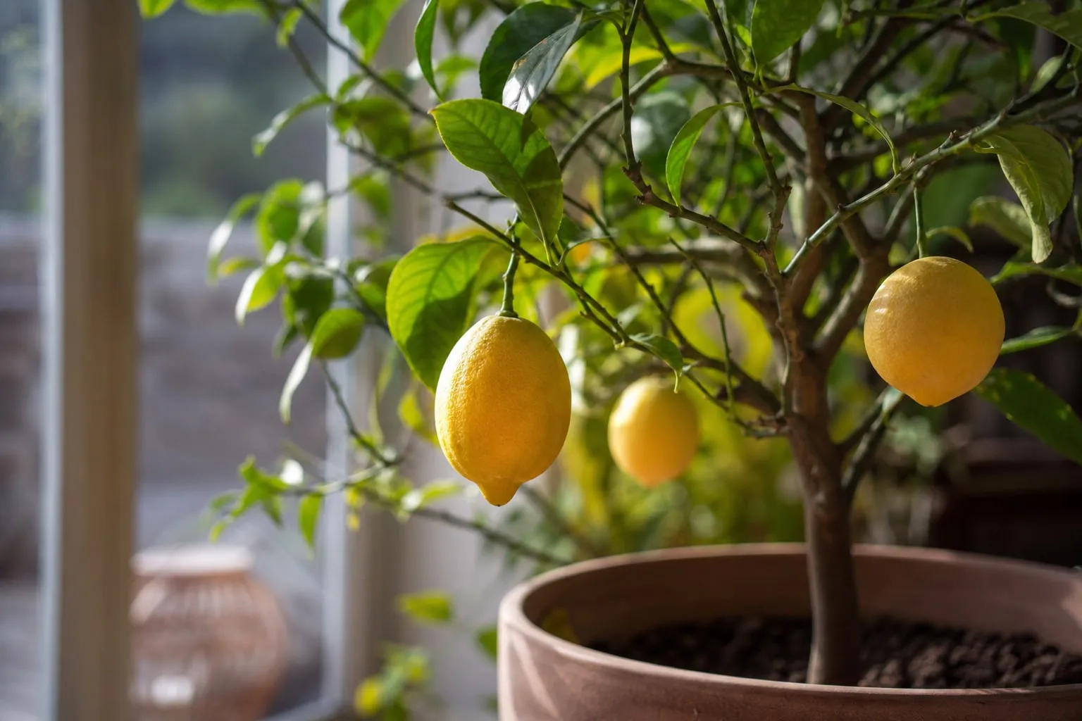 Gros plan sur un citronnier en pot près d'une fenêtre lumineuse à l'intérieur, quelques fruits jaunes visibles sur les branches.