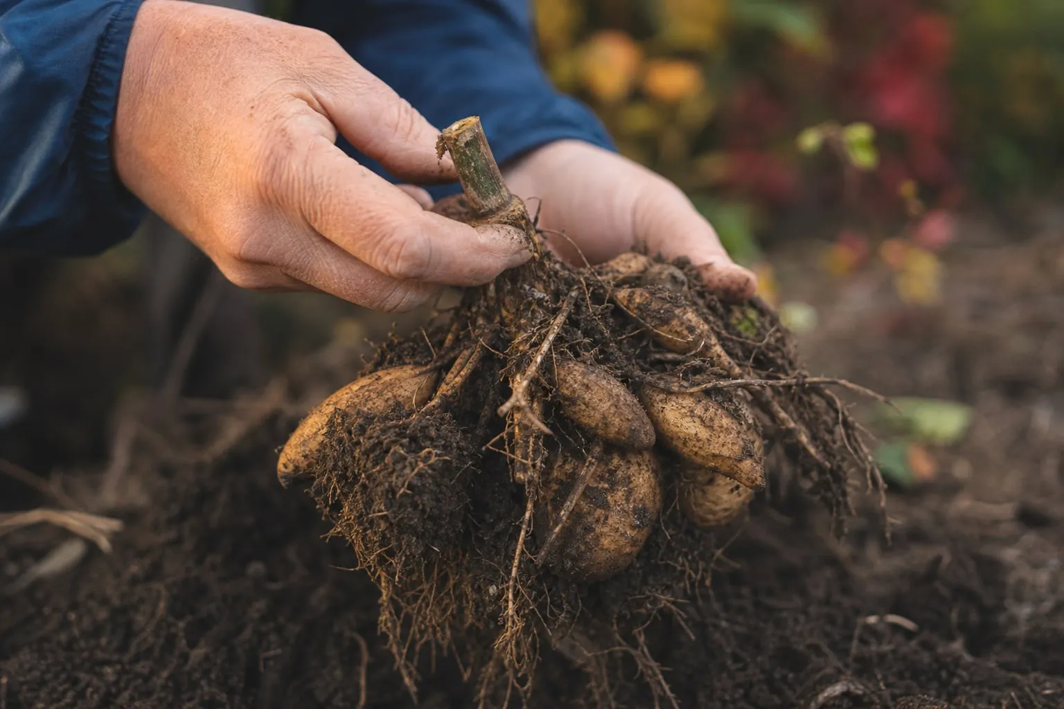 Gros plan sur des mains qui déterrent un tubercule de dahlia couvert de terre à l'automne, tige coupée à la base.