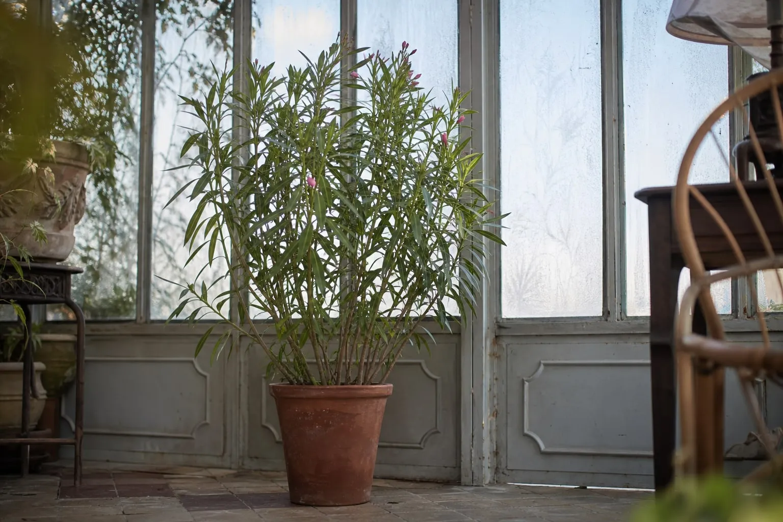 Grand laurier-rose en pot de terre cuite hiverné dans une véranda non chauffée, givre sur les vitres en arrière-plan.