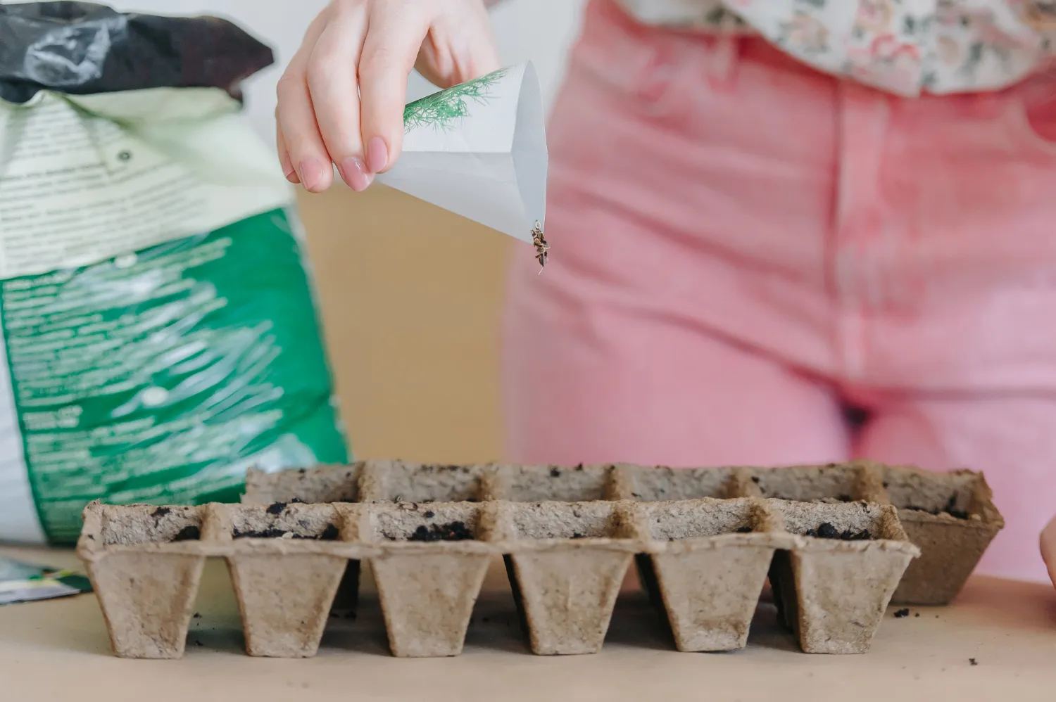 Un jardinier récolte une pastèque mûre dans un potager ensoleillé, parmi de larges feuilles et des fruits posés sur un paillage.