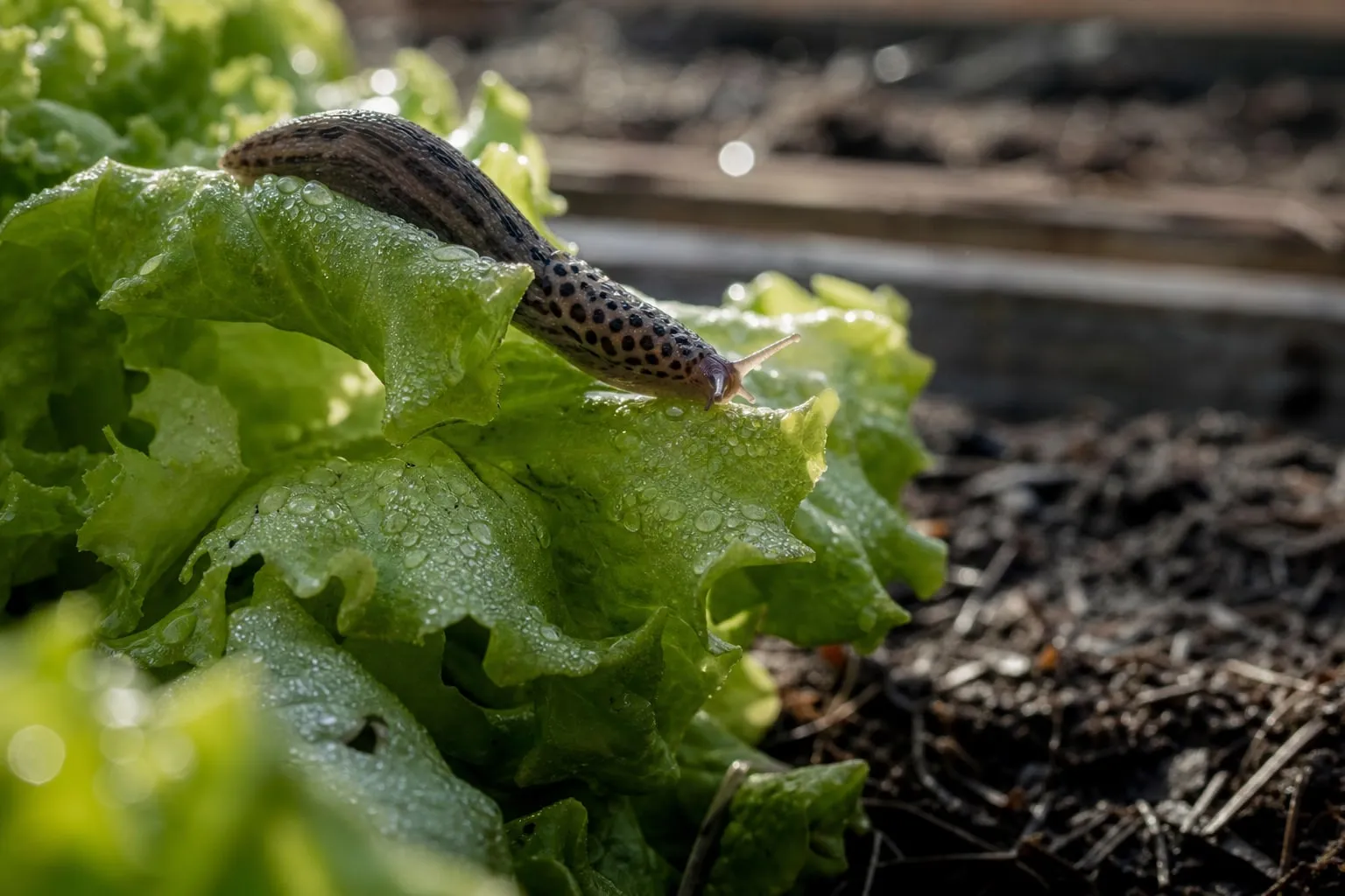 Limace léopard progressant sur une jeune feuille de laitue couverte de rosée, dans un potager au petit matin.