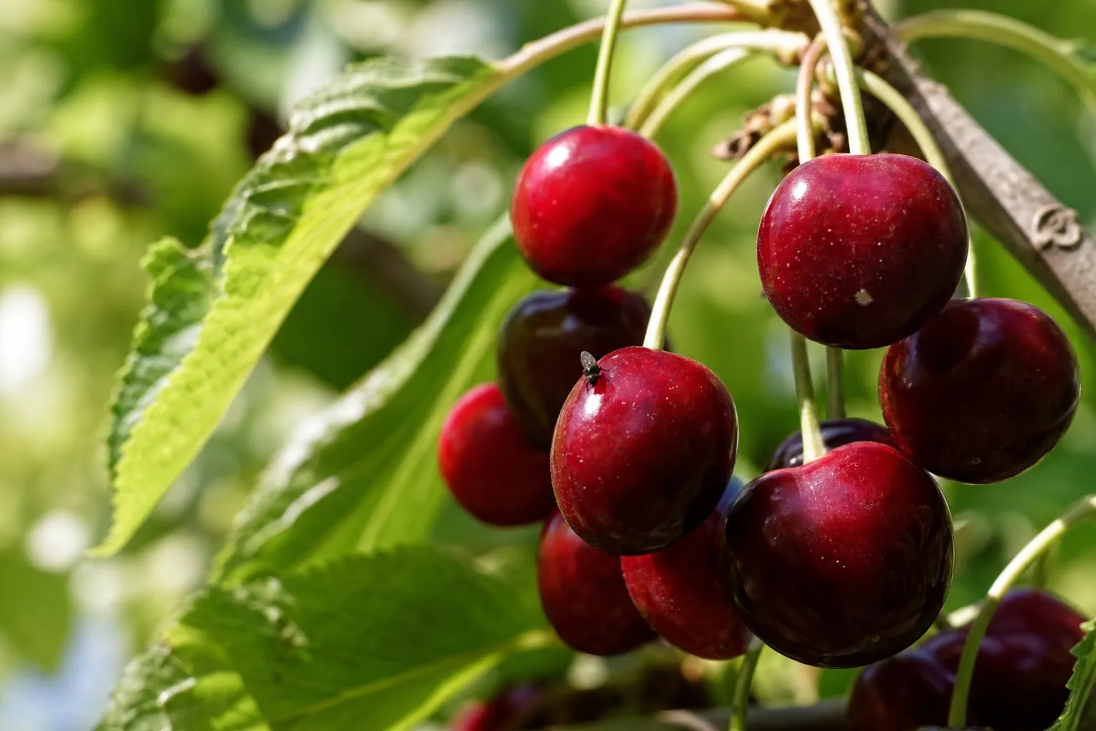 Gros plan sur des cerises mûres sur l'arbre en été, une petite mouche posée sur l'une d'elles.