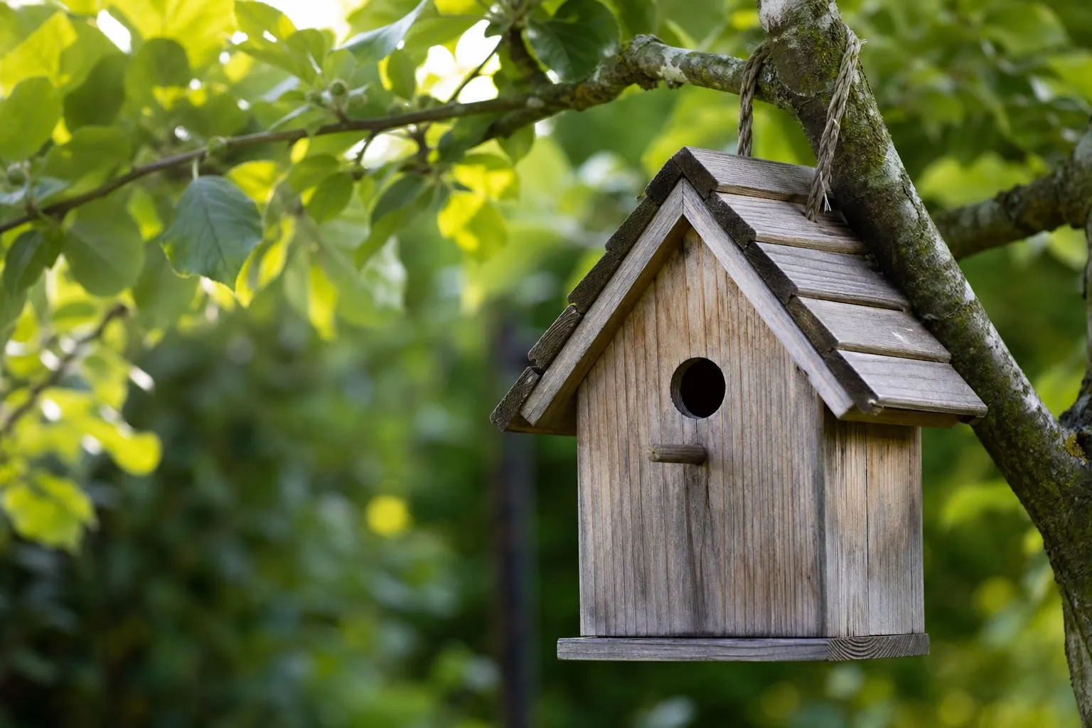 Gros plan sur un nichoir à oiseaux en bois accroché à une branche d'arbre dans un jardin.