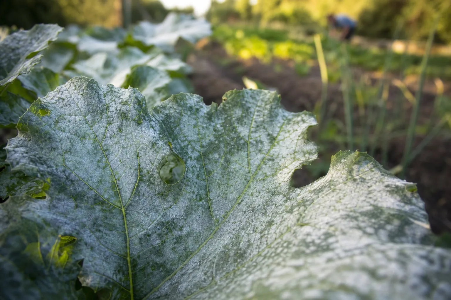 Feuilles de courgette au potager couvertes d'un feutrage blanc poudreux caractéristique de l'oïdium, sous la lumière du matin.