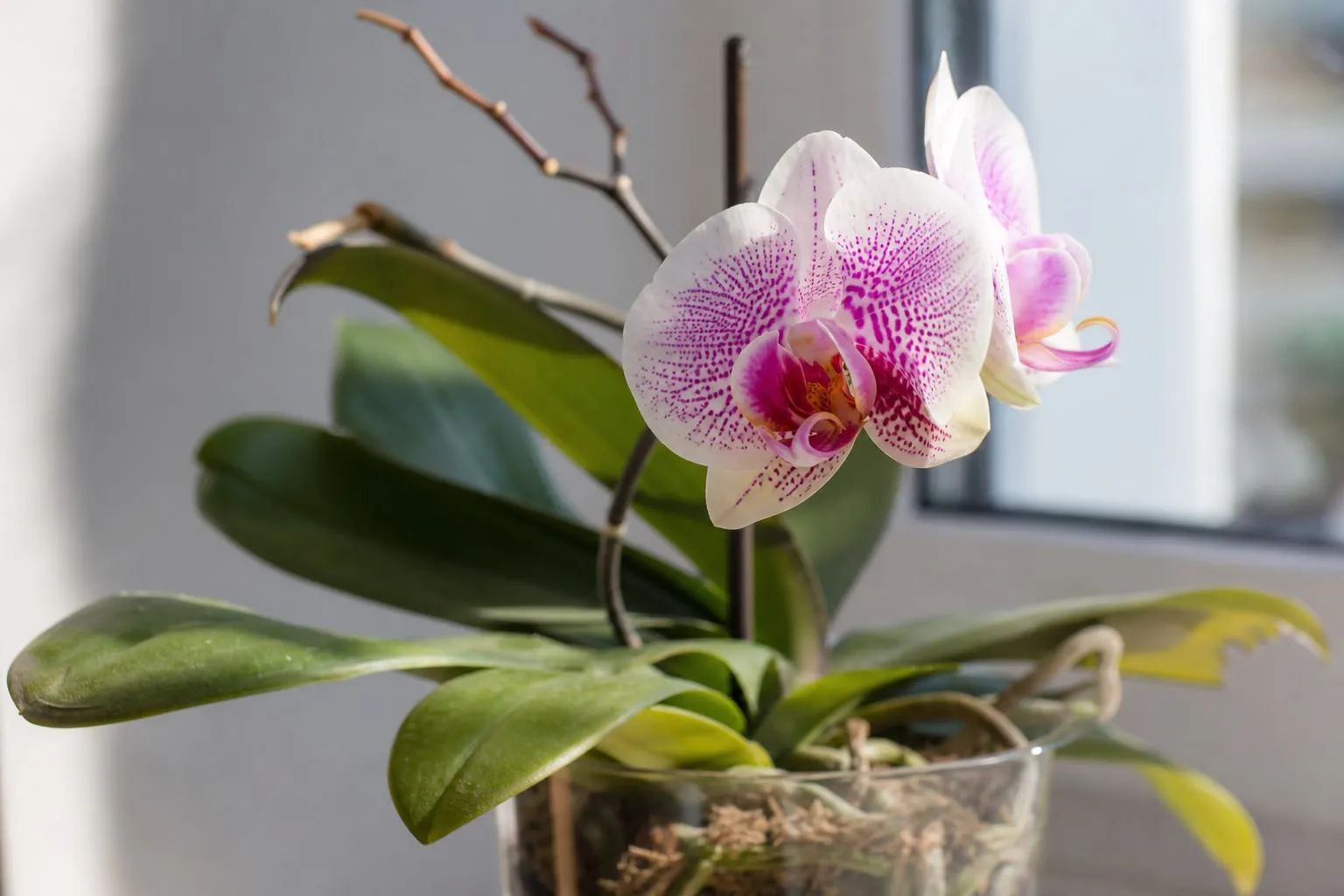 Gros plan sur une orchidée Phalaenopsis en pot transparent près d'une fenêtre lumineuse, feuillage sain, ancienne hampe florale sans fleur.