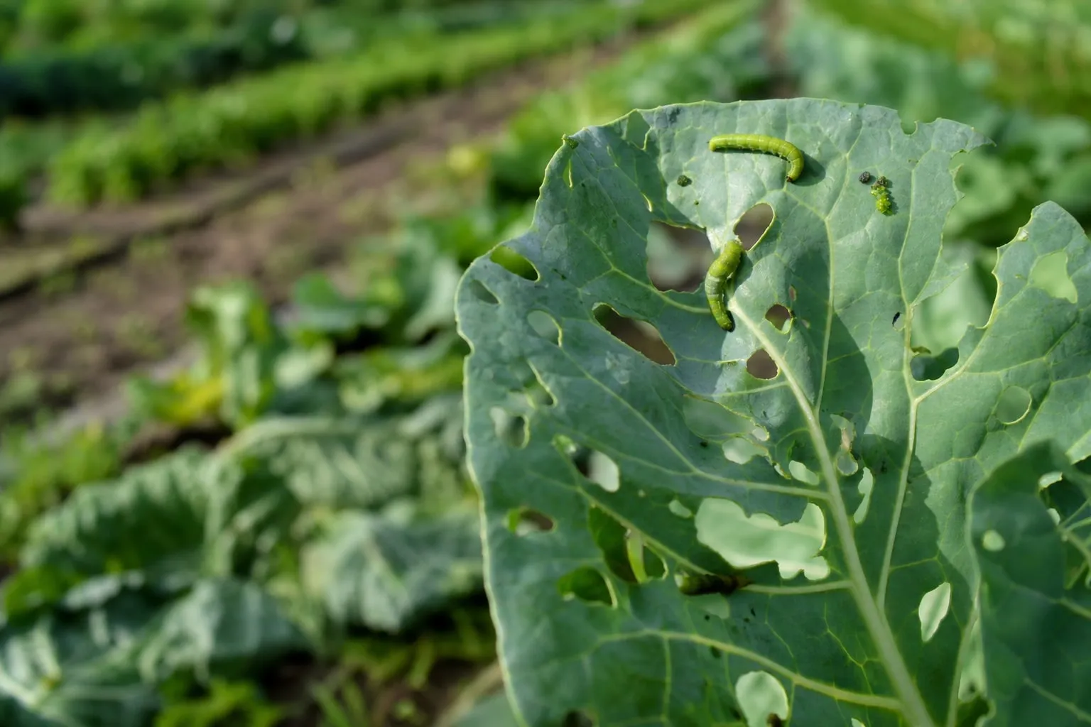 Gros plan sur une feuille de chou trouée avec plusieurs chenilles vertes dessus, rang de potager flou en arrière-plan.