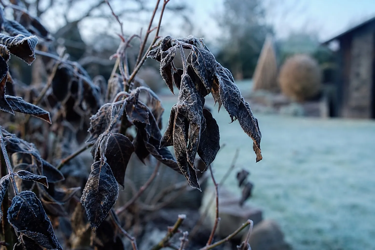 Gros plan sur des feuilles de plante noircies et flétries par le gel un matin d'hiver, givre encore visible.