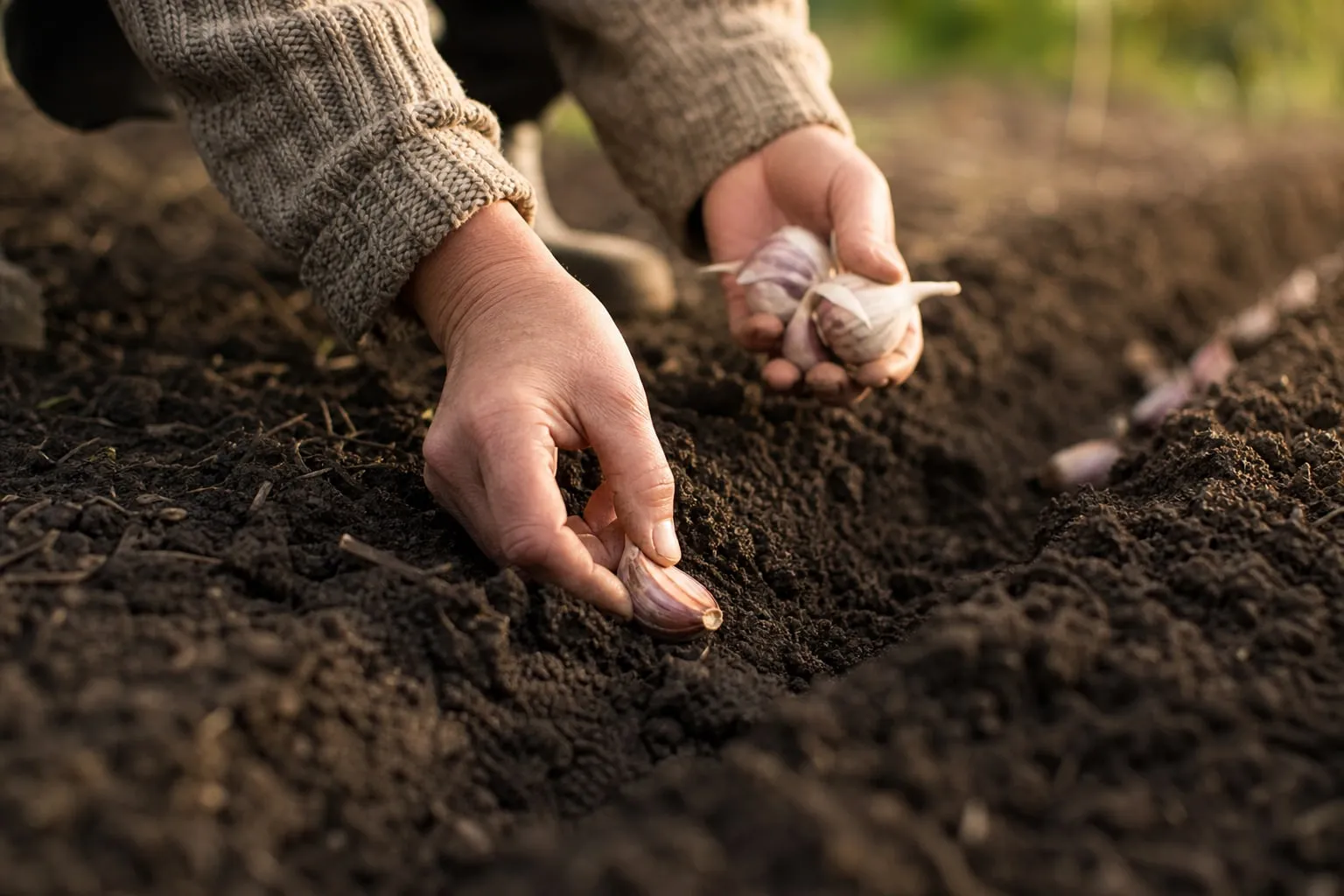 Gros plan sur des mains qui plantent des gousses d'ail dans un sillon de terre brune, rang de potager en automne.