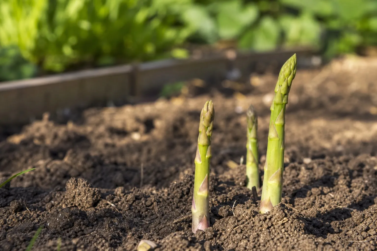 Gros plan sur des jeunes pousses d'asperges qui émergent d'une butte de terre au potager.