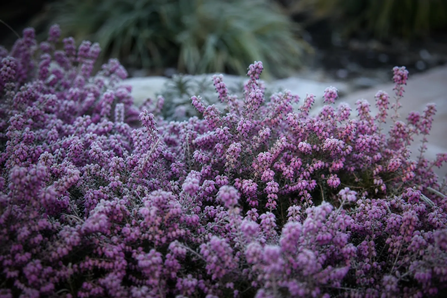 Gros plan sur un tapis de bruyères d'hiver aux fleurs roses et violettes denses, jardin en plein hiver.