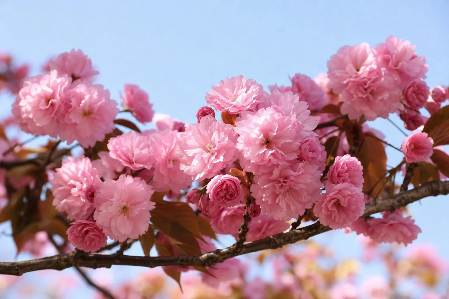 Gros plan sur les branches d'un cerisier du Japon couvertes de fleurs roses doubles épanouies au printemps.