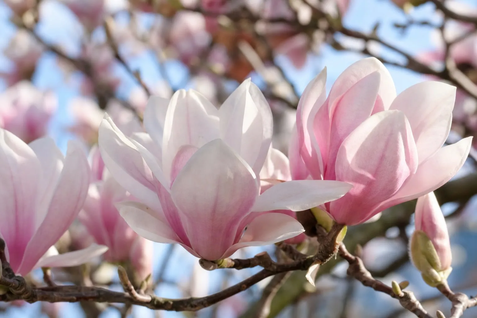 Gros plan sur de grandes fleurs blanches et roses de magnolia épanouies sur les branches nues d'un arbre au début du printemps.