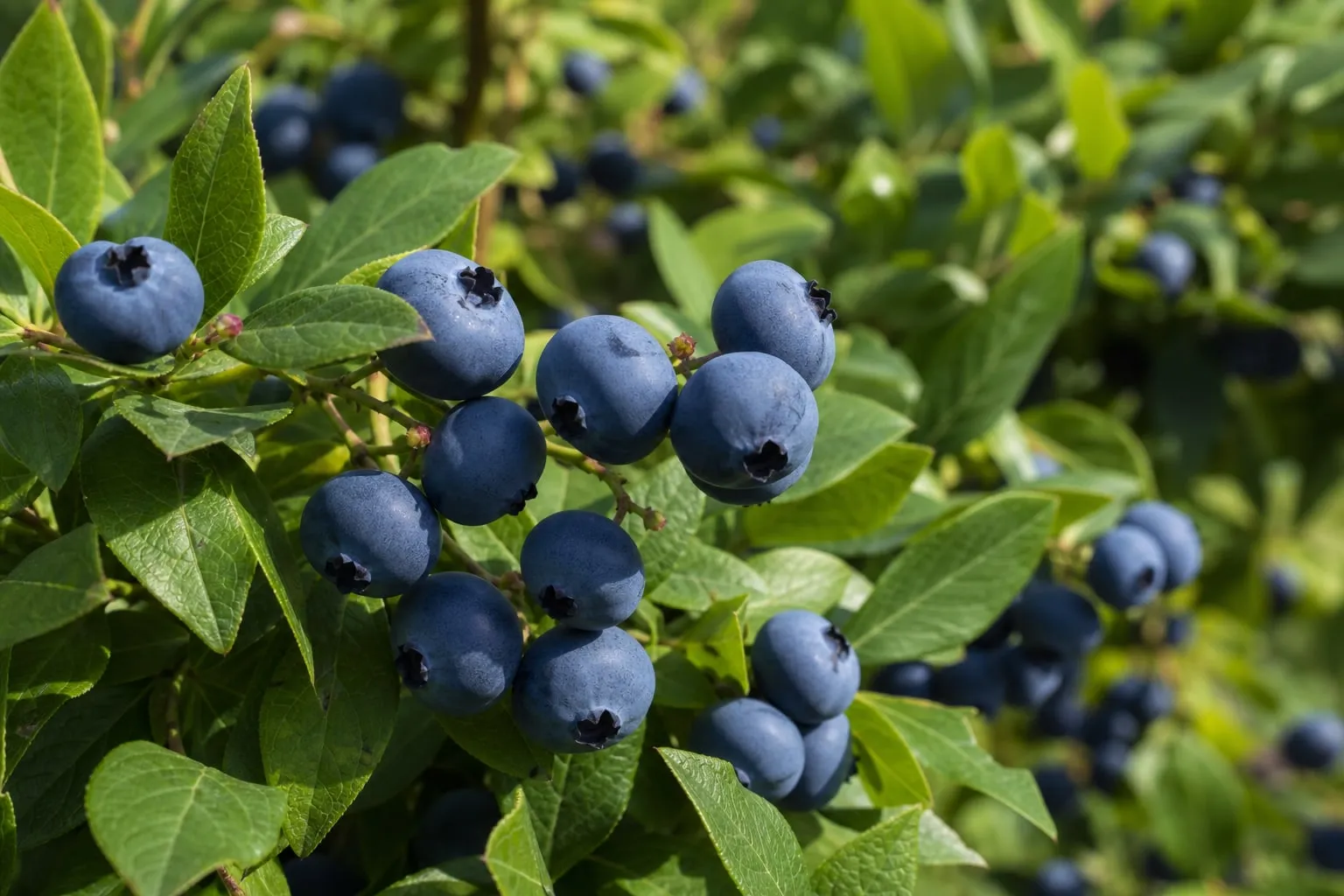 Gros plan sur des myrtilles mûres bleu-violet accrochées aux branches d'un myrtillier dans un jardin.