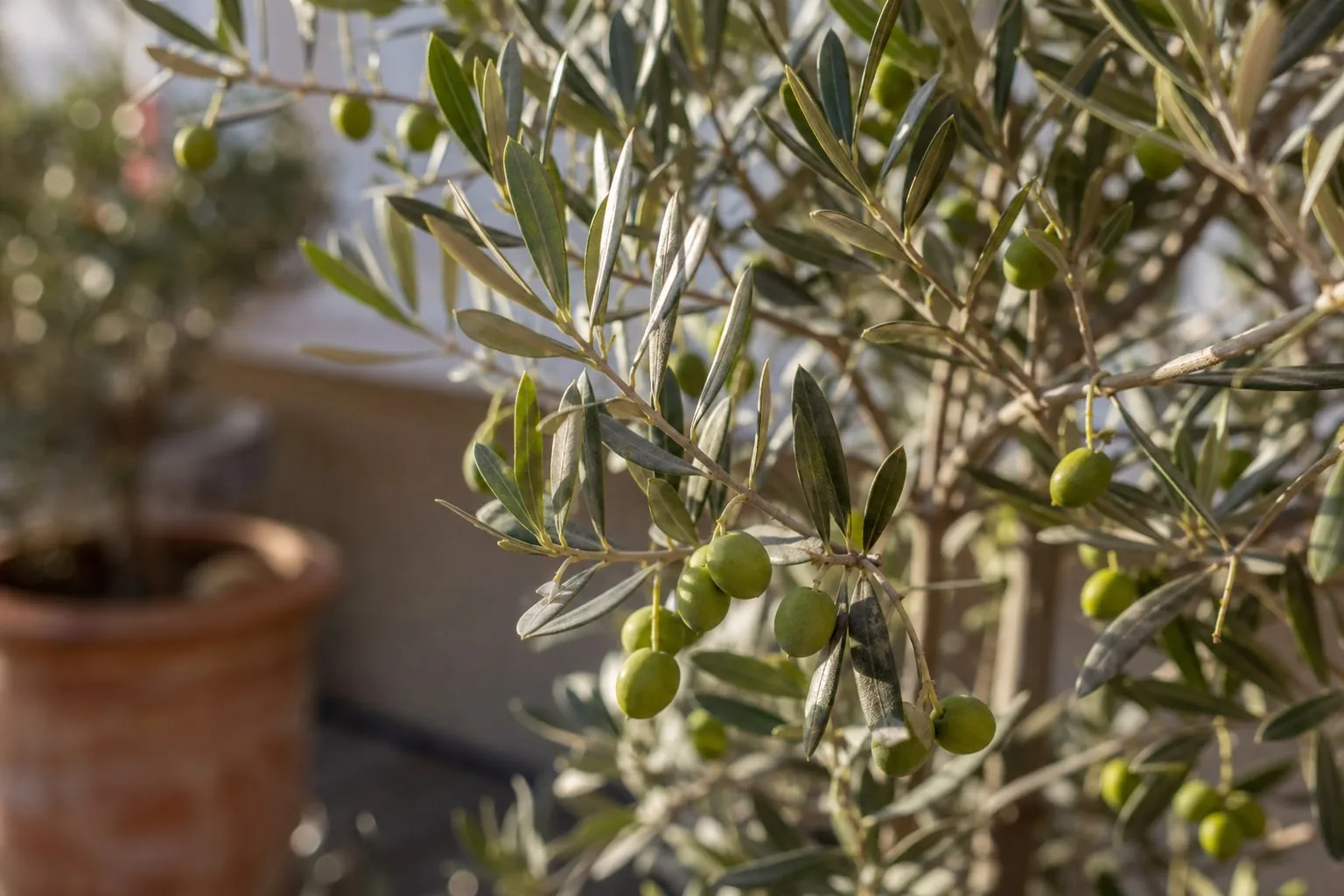 Gros plan sur les feuilles argentées et des olives vertes d'un olivier cultivé en grand pot en terre cuite sur une terrasse.
