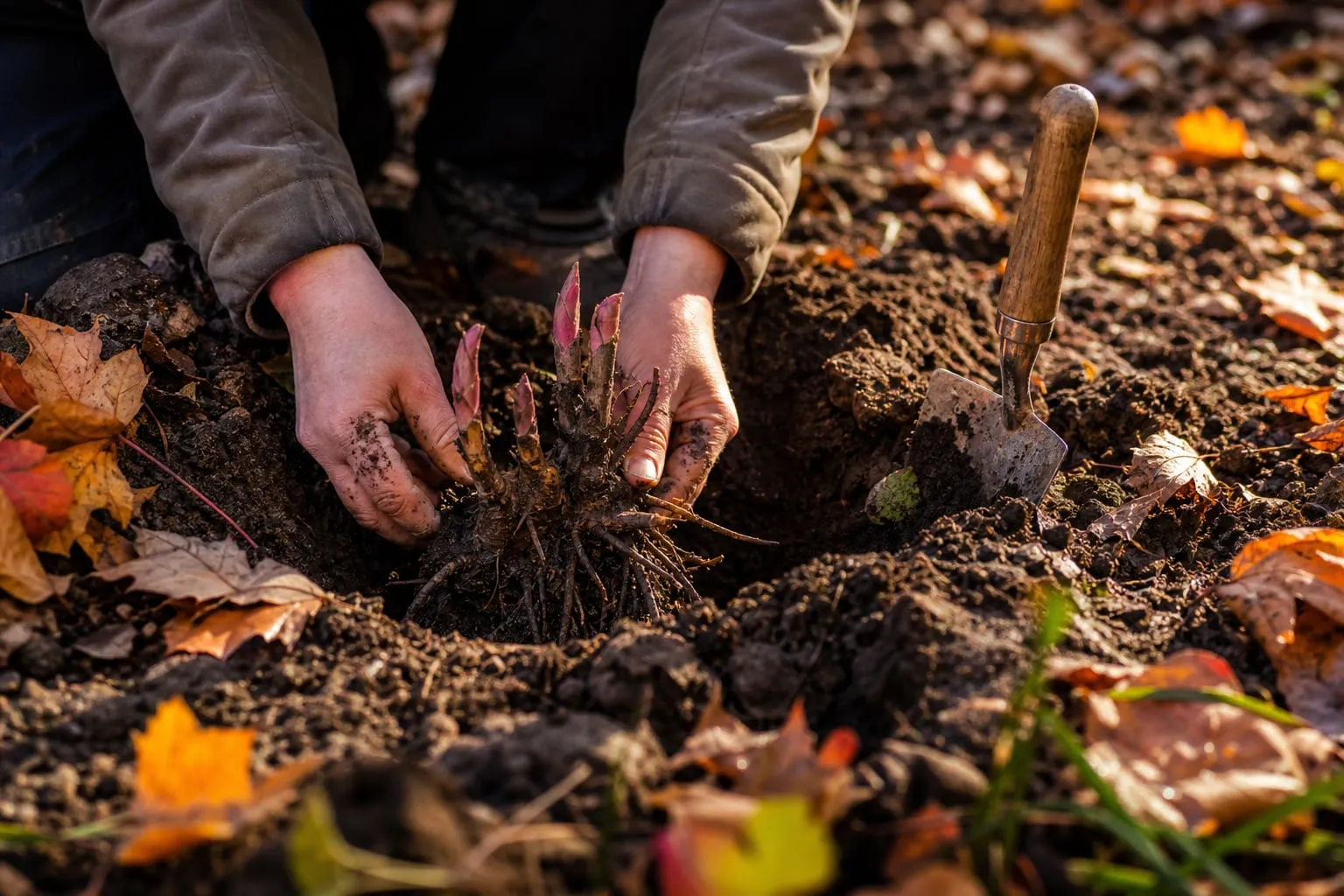 Mains déposant une souche de pivoine aux bourgeons roses dans un trou de plantation, en automne, à côté d'un transplantoir.