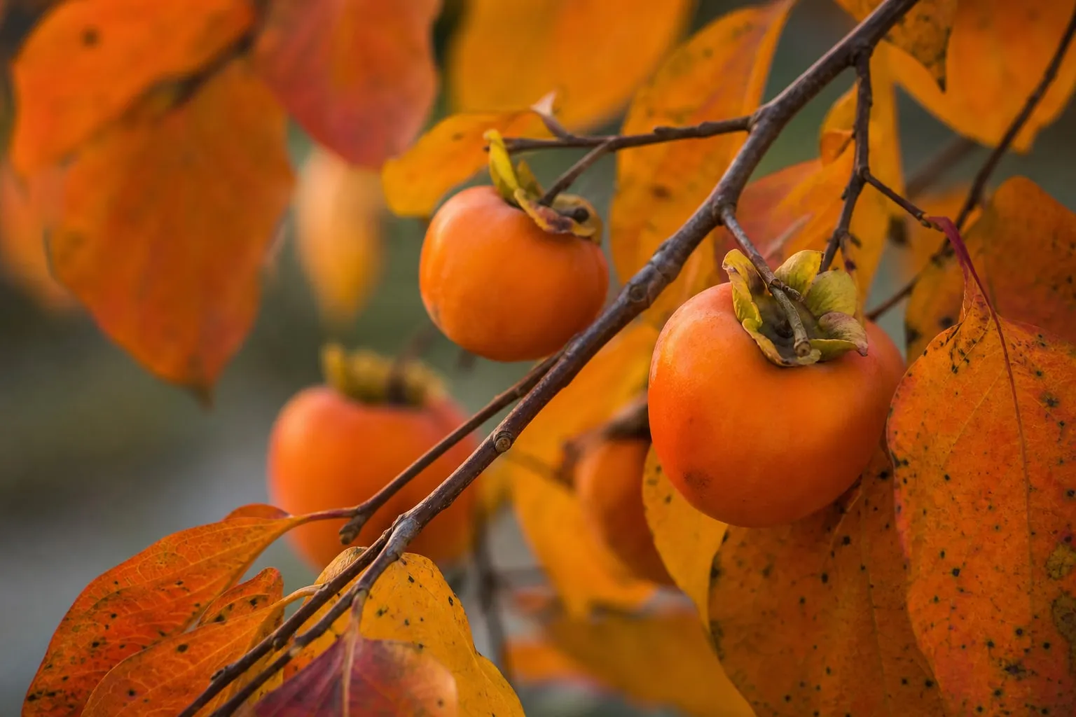 Gros plan sur des fruits de kaki orange vif accrochés aux branches d'un plaqueminier en automne, feuillage jauni.
