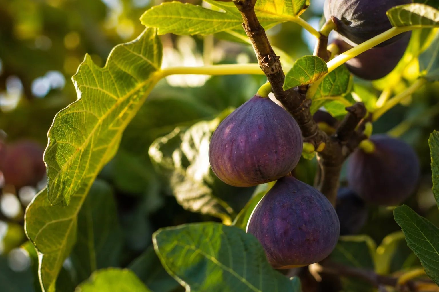 Gros plan sur des figues violettes mûres accrochées aux branches d'un figuier, grandes feuilles vert profond.