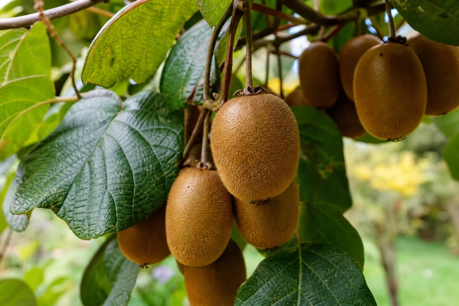 Gros plan sur des kiwis mûrs suspendus à une liane vigoureuse palissée, feuillage vert large.