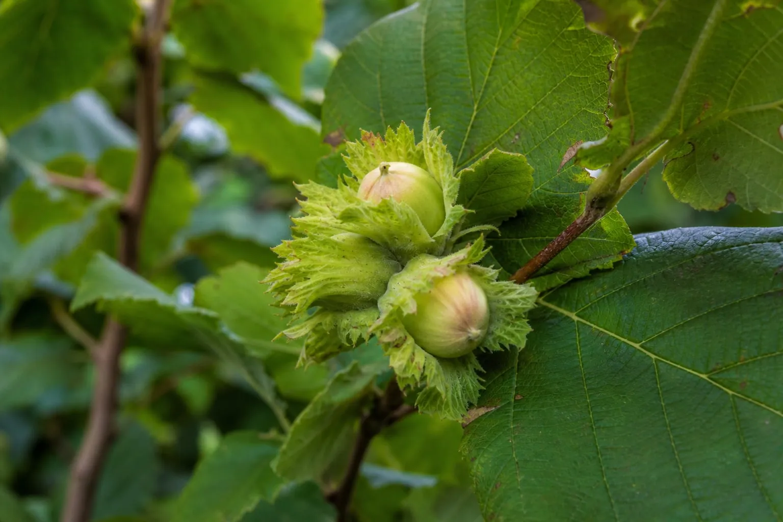 Gros plan sur des noisettes encore dans leurs bogues vertes accrochées aux branches d'un noisetier.