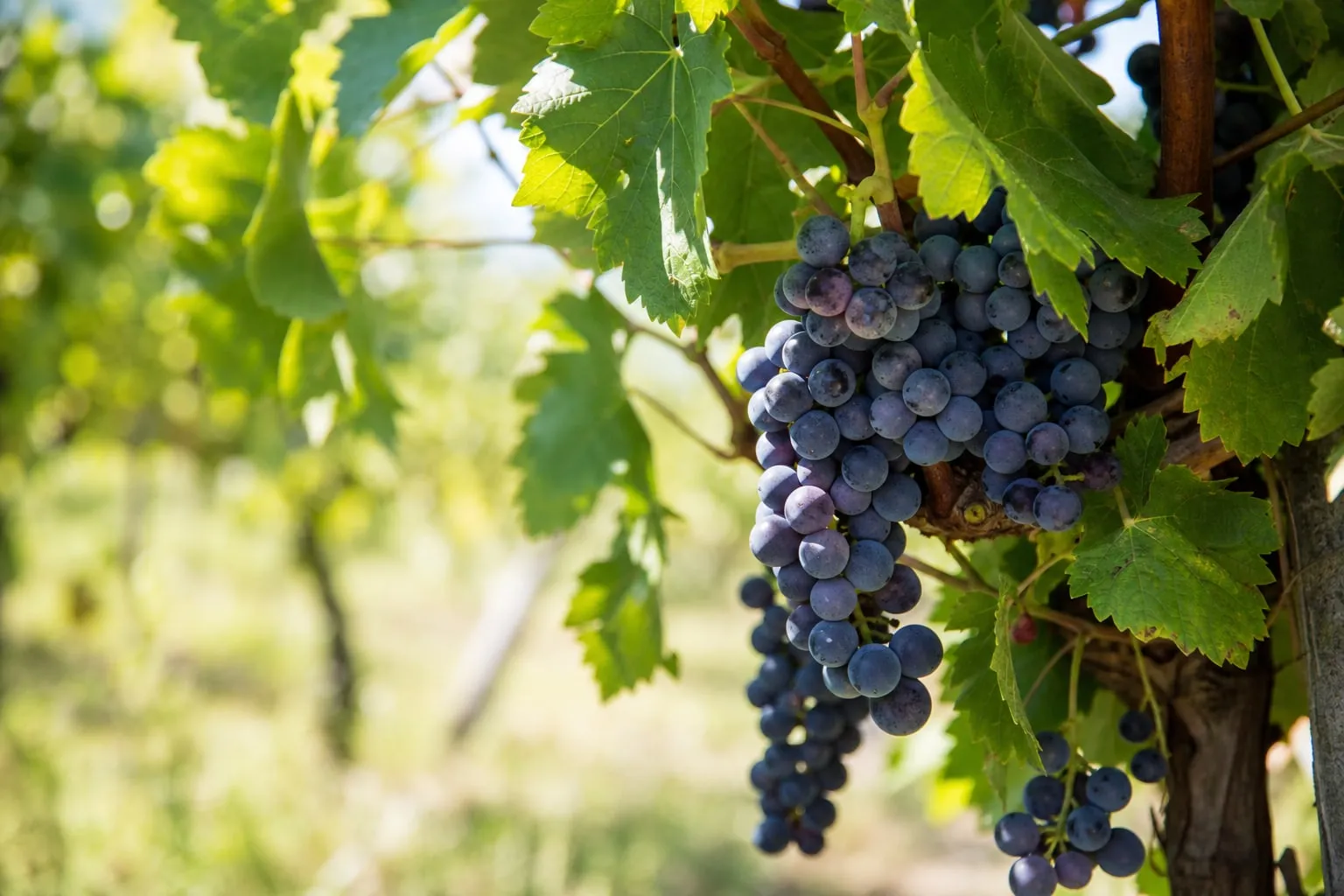 Gros plan sur une grappe de raisin mûre sur un pied de vigne palissé, feuillage vert en arrière-plan.