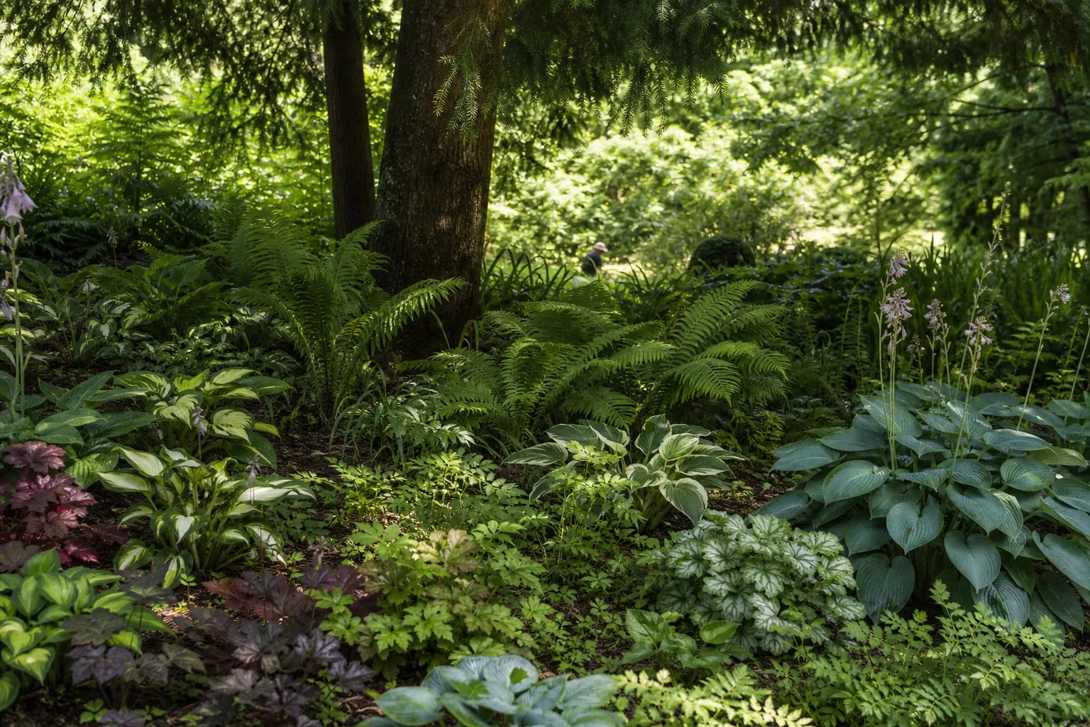 Massif de jardin ombragé sous un grand arbre, planté d'hostas, de fougères et d'heuchères aux feuillages variés.