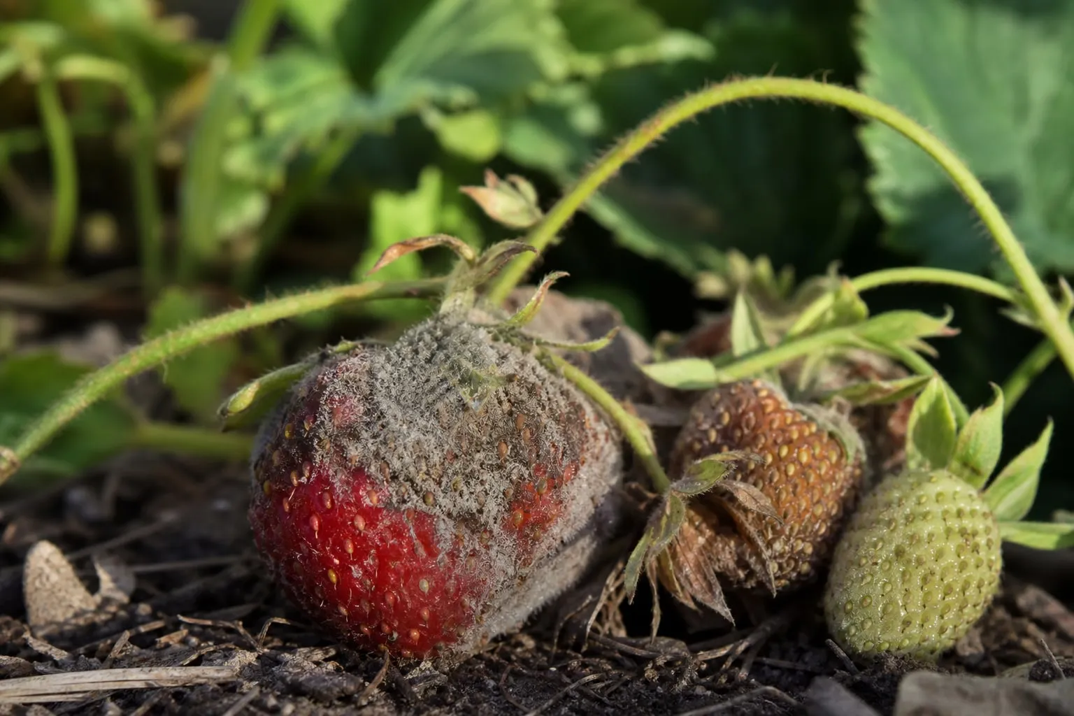 Gros plan sur des fraises couvertes d'un duvet gris caractéristique de la pourriture grise, plant de fraisier flou en arrière-plan.