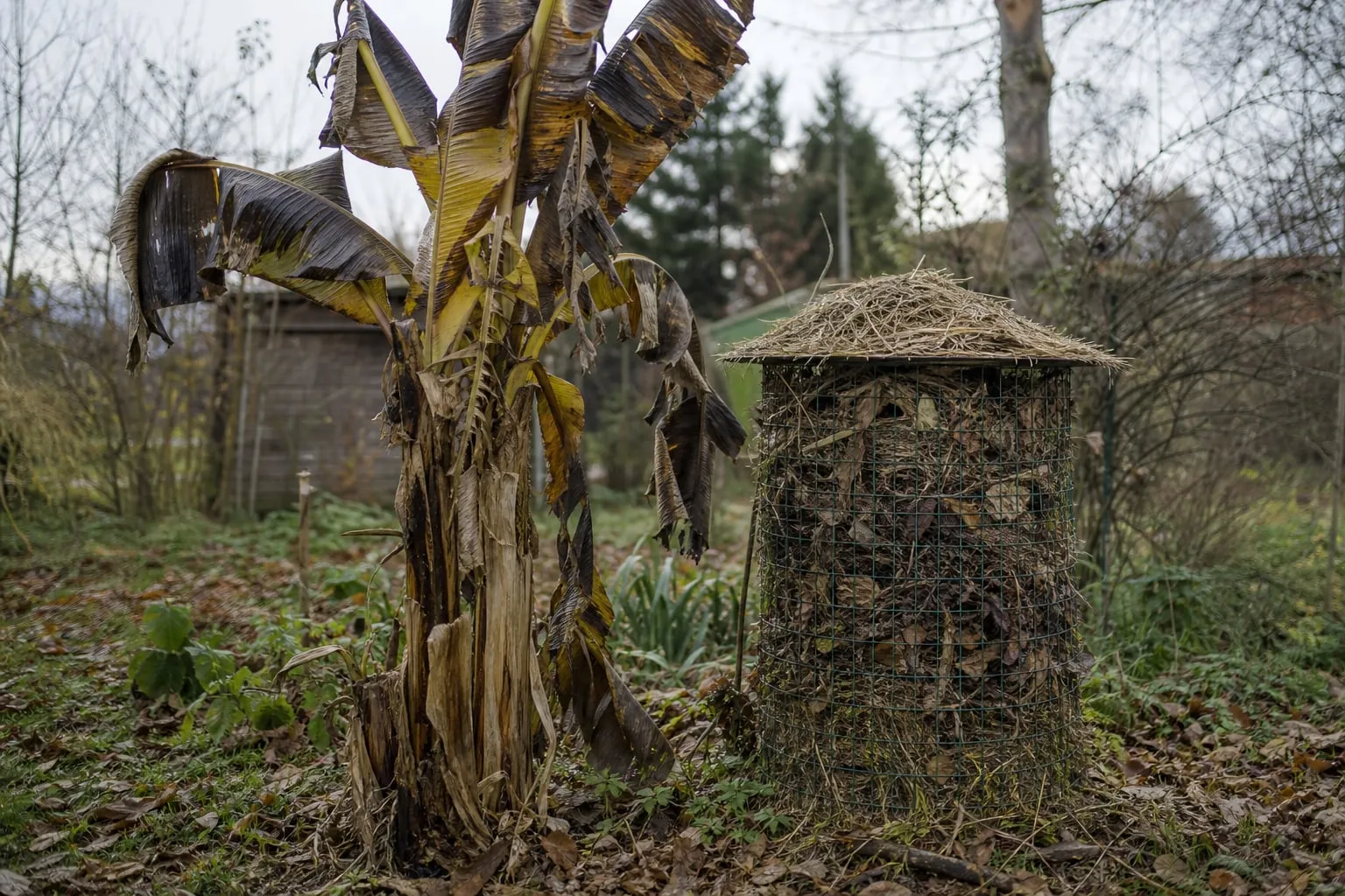 Bananier aux feuilles noircies par la gelée à côté d'un pseudo-tronc coupé et protégé par une cage de grillage remplie de feuilles mortes.