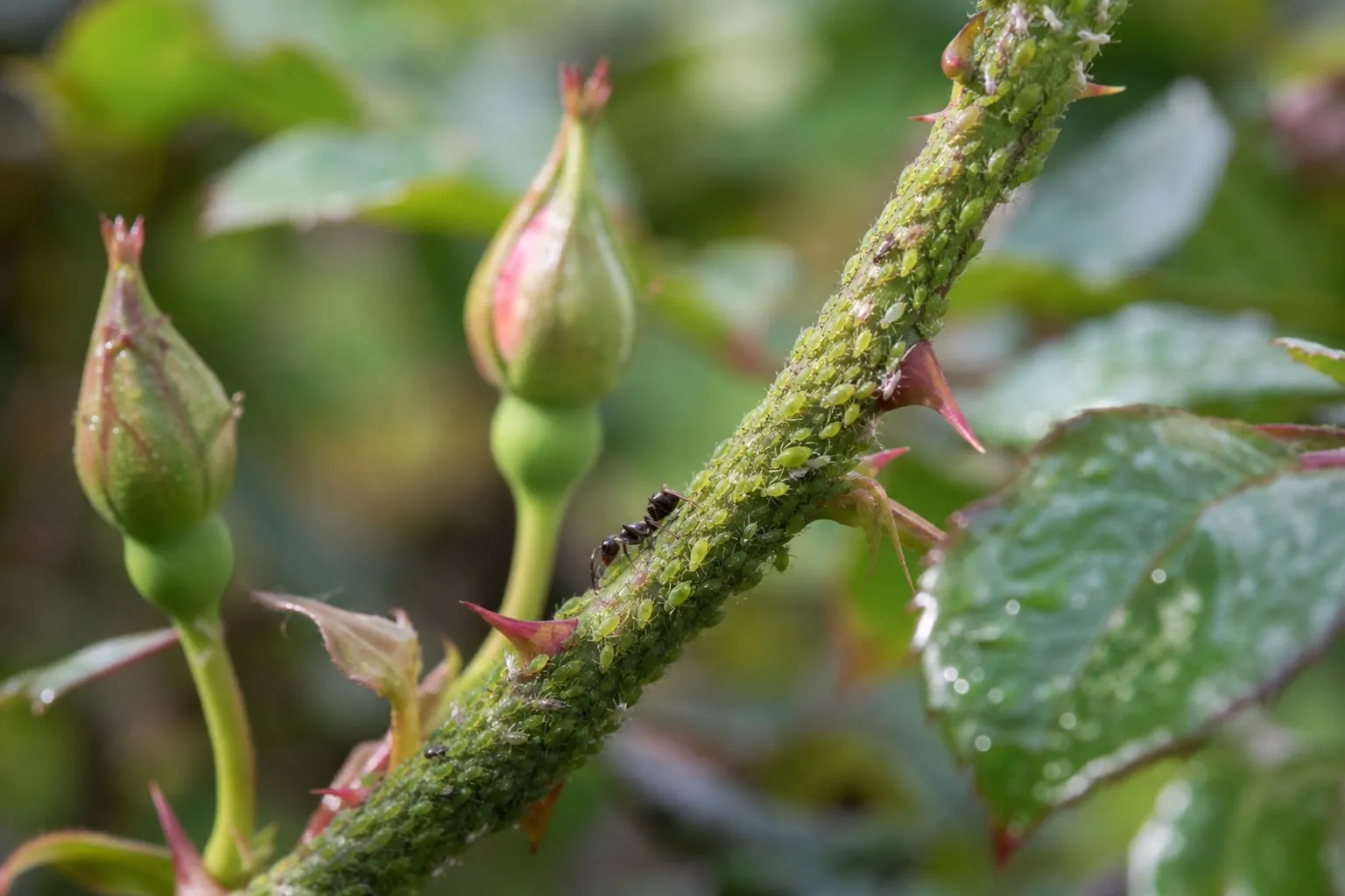 Gros plan sur une tige de rosier couverte de pucerons verts, avec une fourmi qui circule parmi eux, sous une lumière de matin d'été.