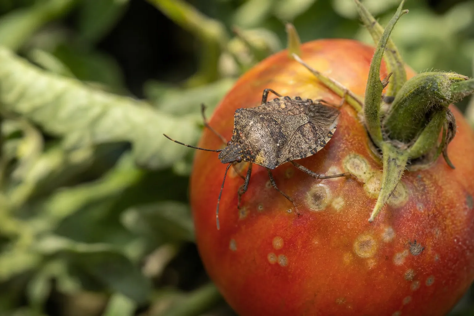 Gros plan sur une punaise diabolique brune marbrée posée sur une tomate marquée de petites taches décolorées.