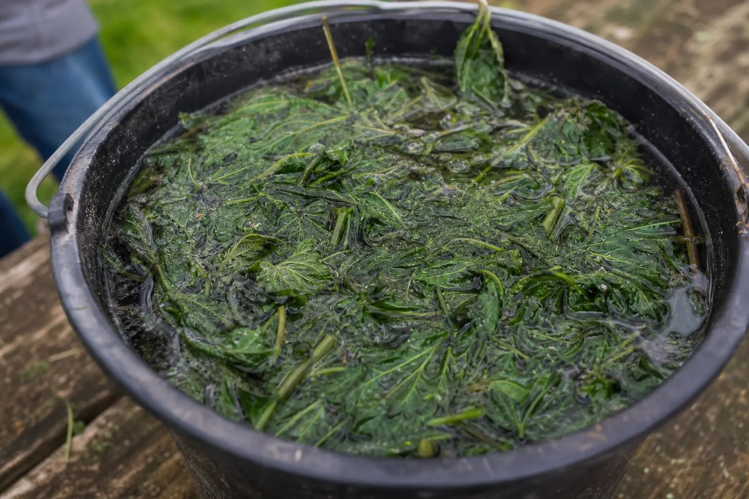Gros plan sur un seau en plastique rempli d'orties fraîches macérant dans l'eau, feuilles vert sombre visibles à la surface, en extérieur.