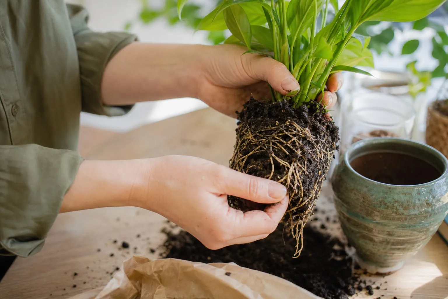 Gros plan sur des mains qui rempotent une plante verte, terreau frais et racines visibles à la base de la motte, près d'une fenêtre lumineuse.