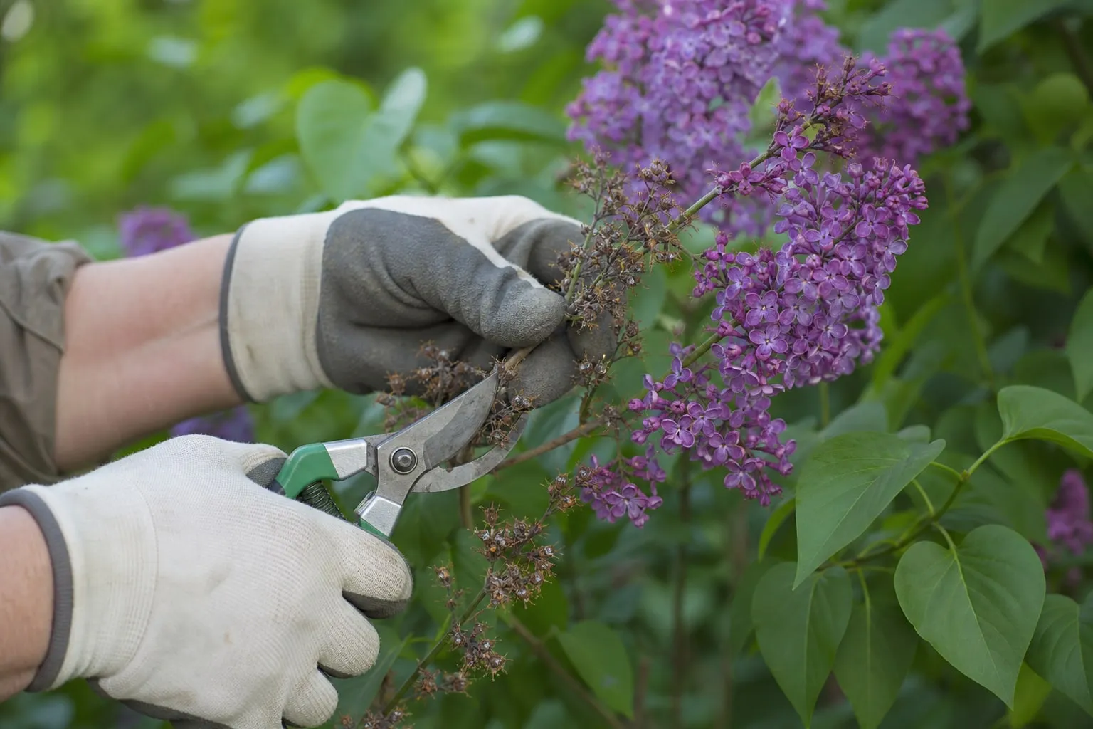 Mains gantées taillant au sécateur les rameaux fanés d'un lilas en fleurs, dans un jardin en fin de printemps.