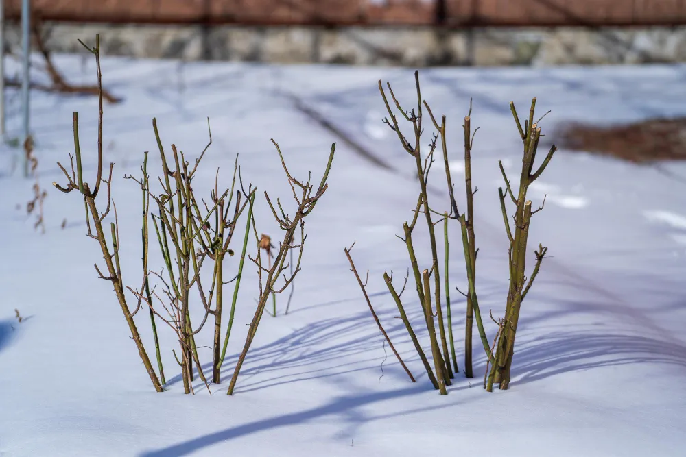Rosier buisson paillé au jardin en hiver, avec un monticule protecteur au pied et des rameaux attachés contre le vent.