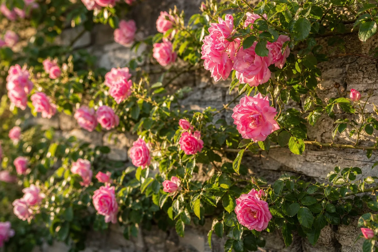Gros plan sur les longues branches d'un rosier grimpant palissées horizontalement contre un mur en pierre, couvertes de roses épanouies.
